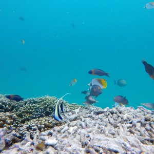 underwater view of a large rock