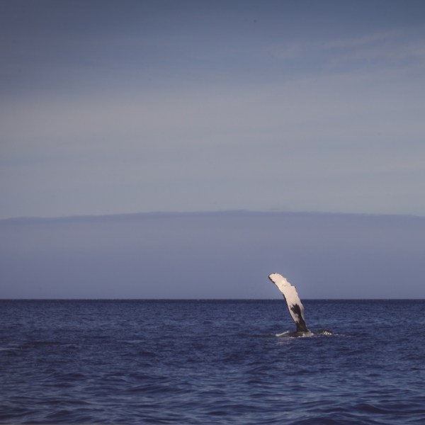 a bird flying over a body of water