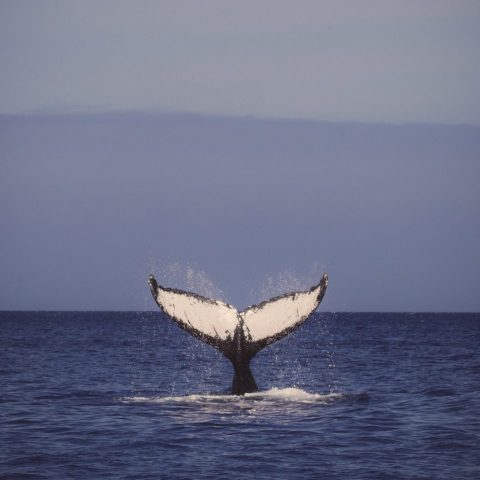 a ship in a body of water