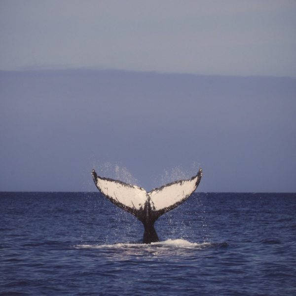 a ship in a body of water