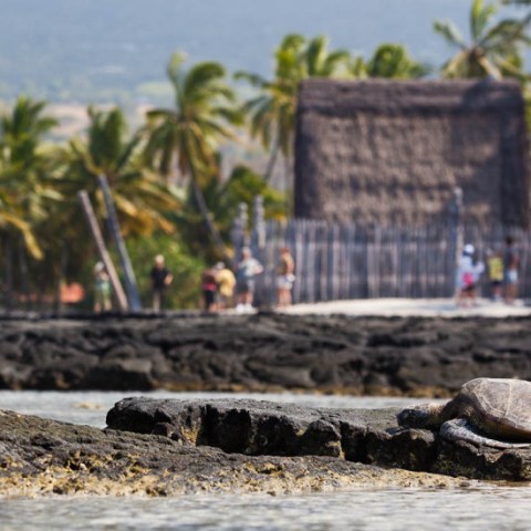 wasabi Historic Kona and Farm Tour 03