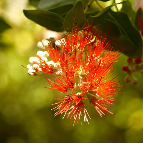 a close up of a flower
