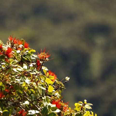a close up of a flower