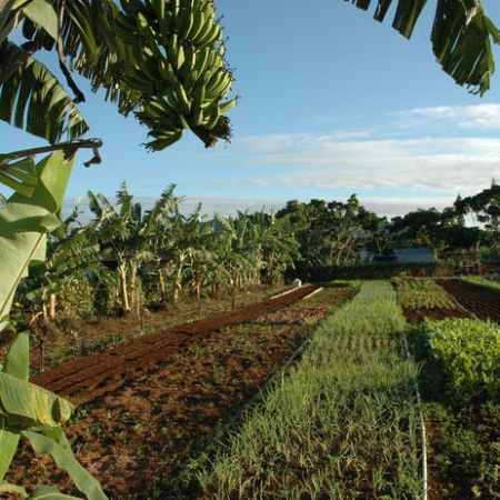 a group of palm trees next to a tree