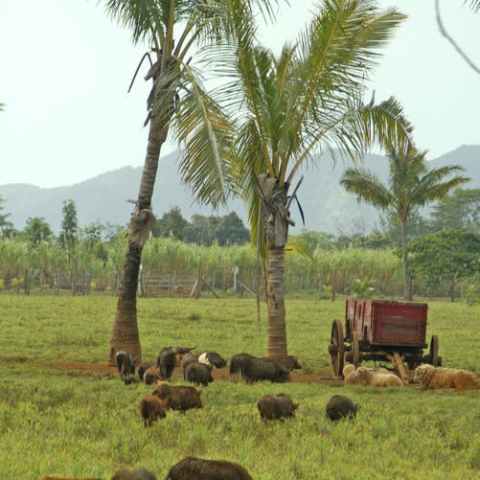 a herd of cattle standing on top of a grass covered field