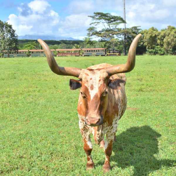 a cow standing in a grassy field