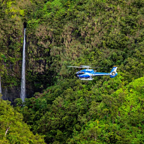 a group of people riding skis on top of a lush green forest