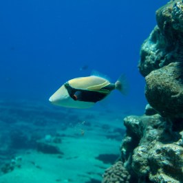 a man swimming in the water