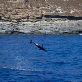 a bird flying over a body of water