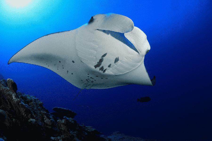 manta ray at night