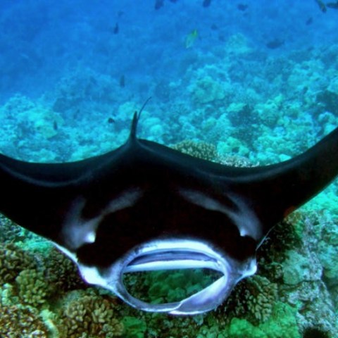a fish swimming under water