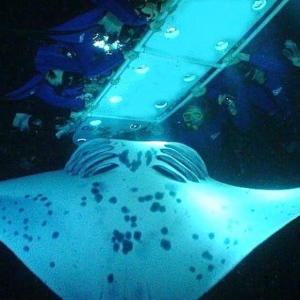 a fish swimming under water