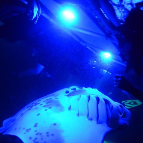 a person holding a fish in a dark room