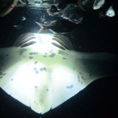 a close up of a fish