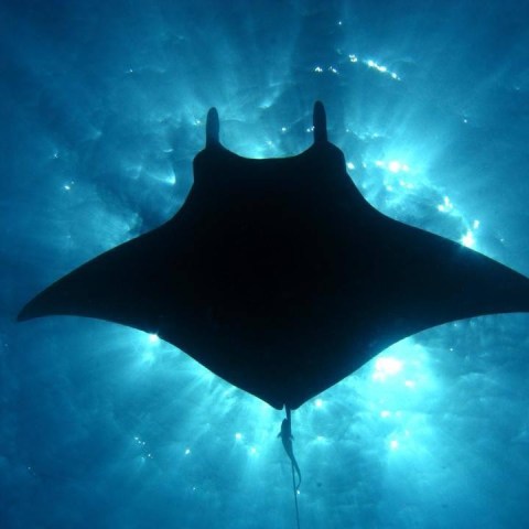 a fish swimming under water
