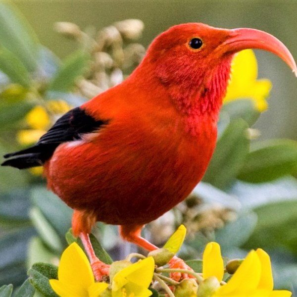 a colorful bird perched on a flower