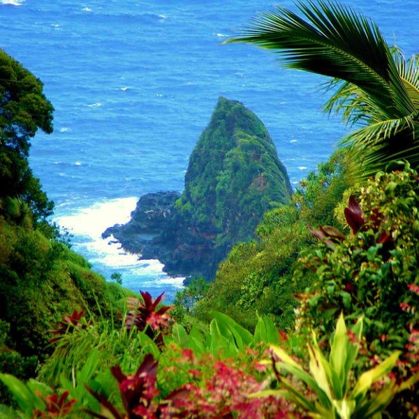 a body of water surrounded by palm trees
