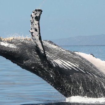 a large body of water