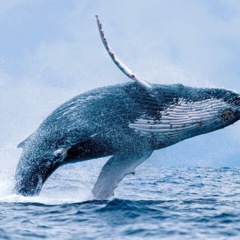 a bird flying over a body of water