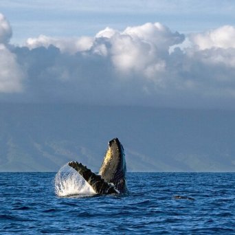 a boat on a body of water