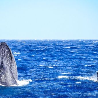 a whale jumping out of the water