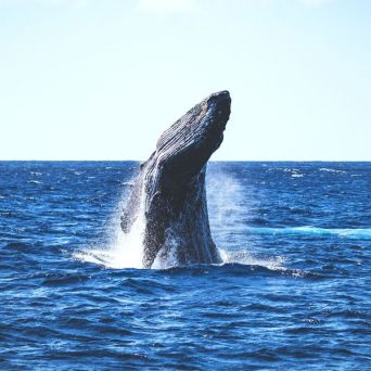 a whale jumping out of the water