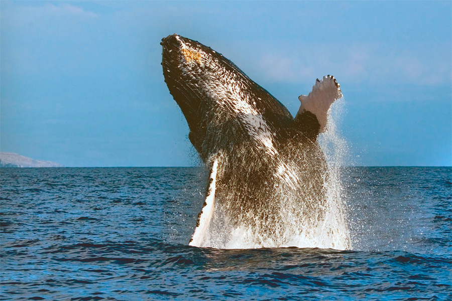 whale breaching