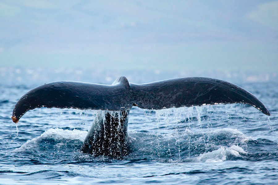 whale tail
