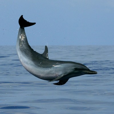 Dolphin jumping from the water