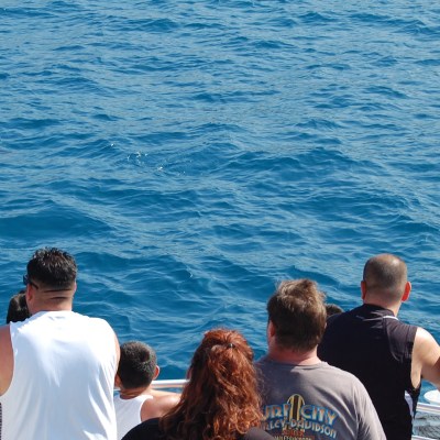 catamaran guests and dolphin