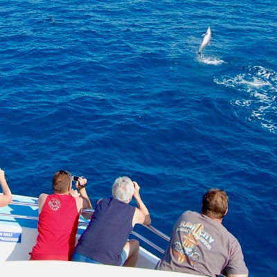 catamaran guests seeing a dolphin