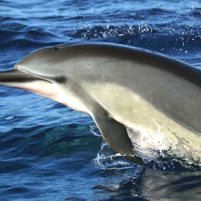 dolphin swimming and breaching the water