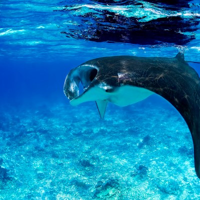 Manta Ray
