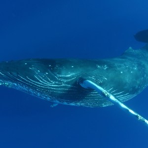 underwater photo of a humpback whale