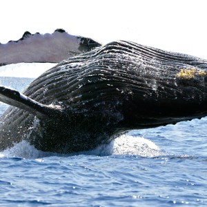 whale breaching