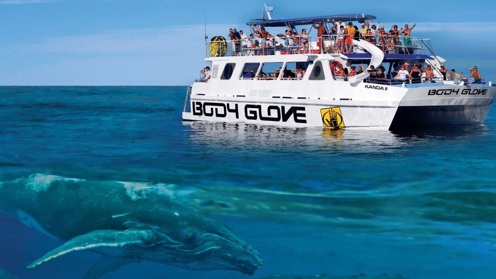 whale watch adventure main image