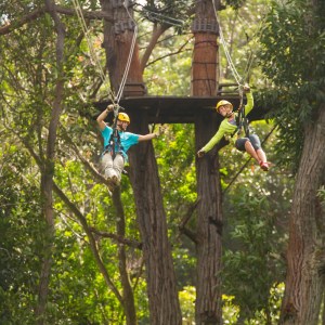 a parrot sitting on top of a tree