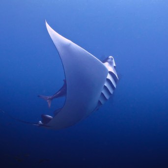 a fish swimming under water