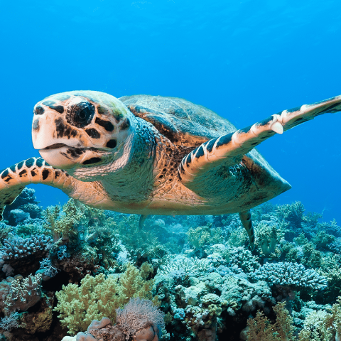 a turtle swimming under water