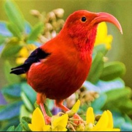 a colorful bird sitting on a branch