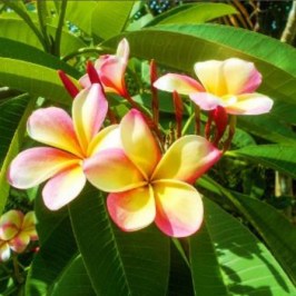 a pink flower with green leaves