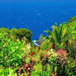 a close up of a flower garden