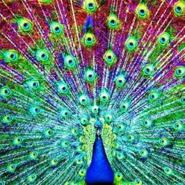 a close up of a bird