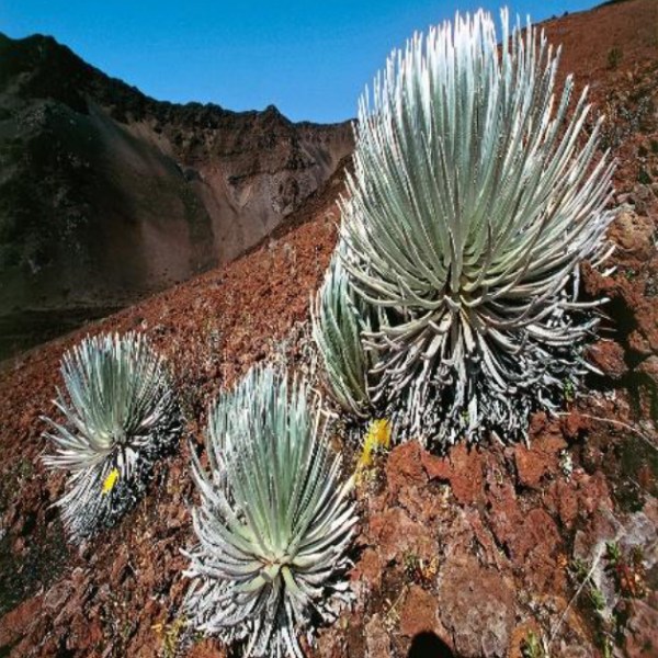 a group of palm trees on the side of a mountain