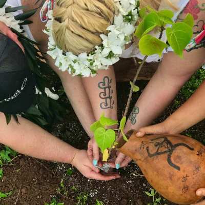 planting a milo tree
