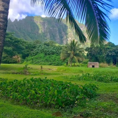 Taro Patch at Kualoa