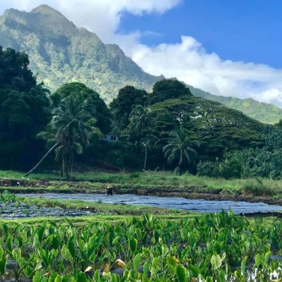 taro farm