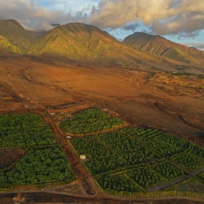 a field with a mountain in the background