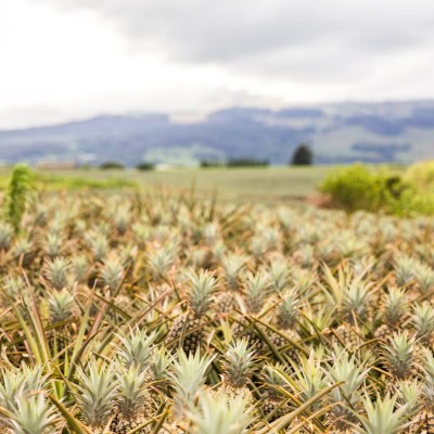 a plant in a field