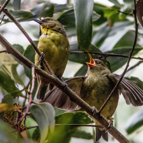 HFT - Hakalau Experience - Akiapolaau - Dale Crawford